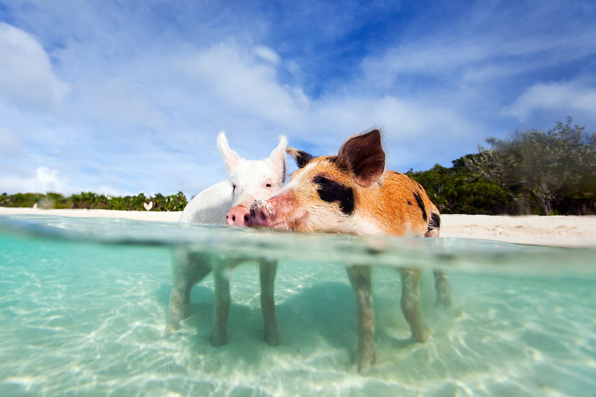 Pigs Swimming in the Caribbean