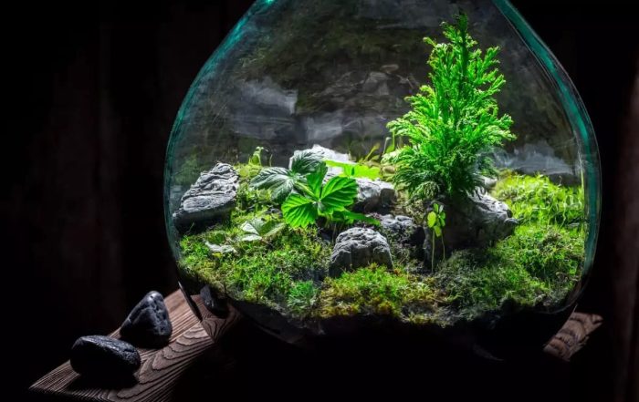 diy terrarium