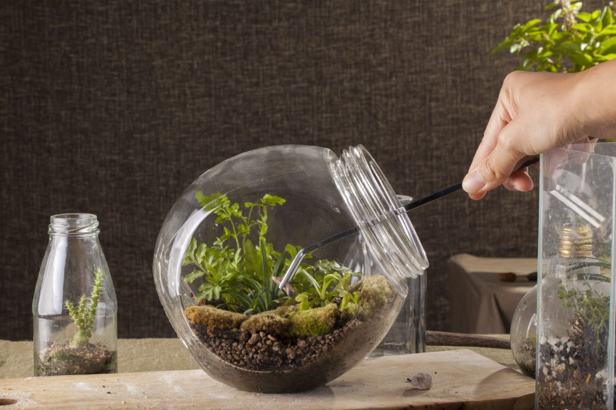 Pruning Plant in Terrarium