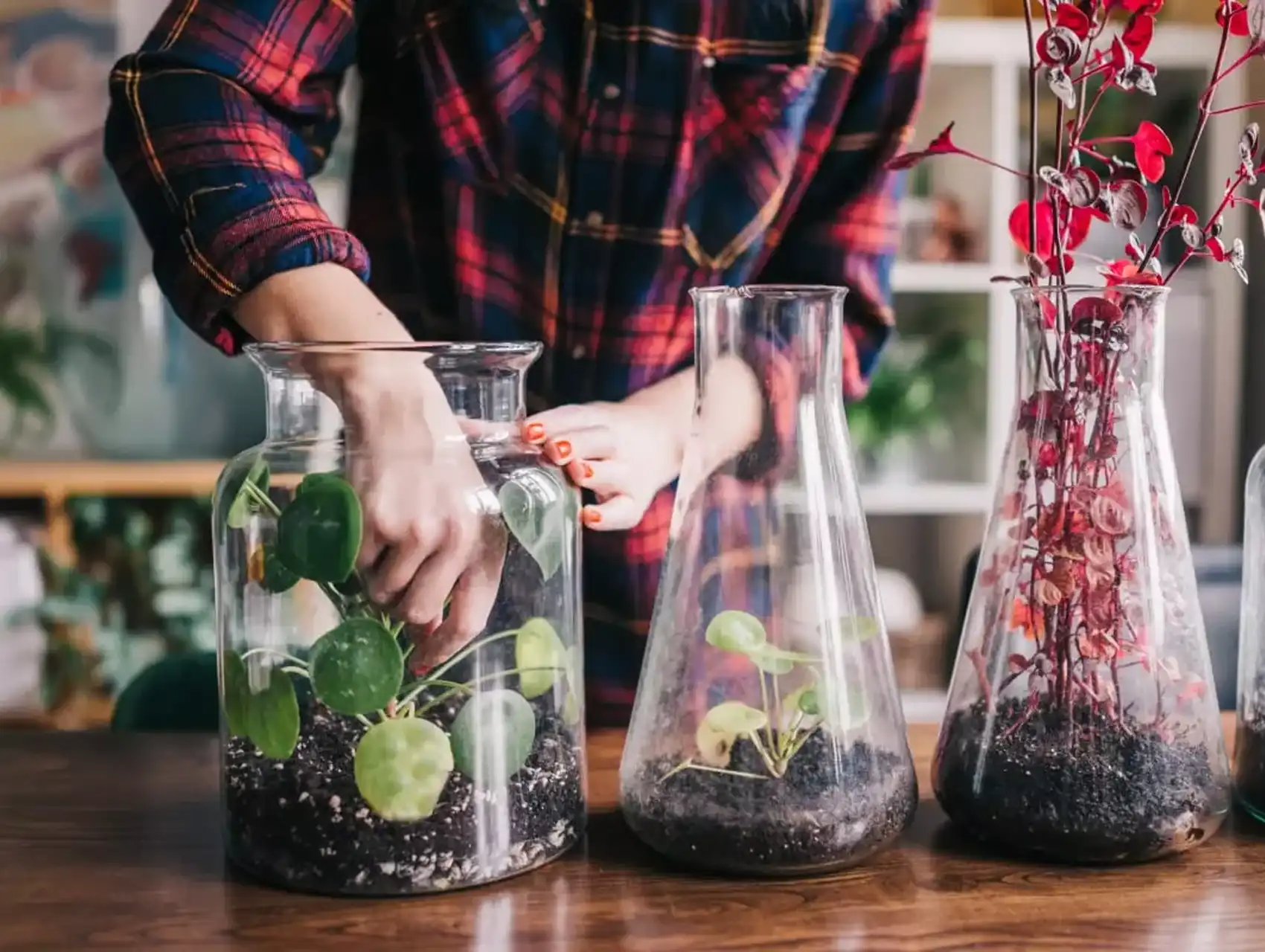 Hands placing plants inside large glass containers for a diy terrarium