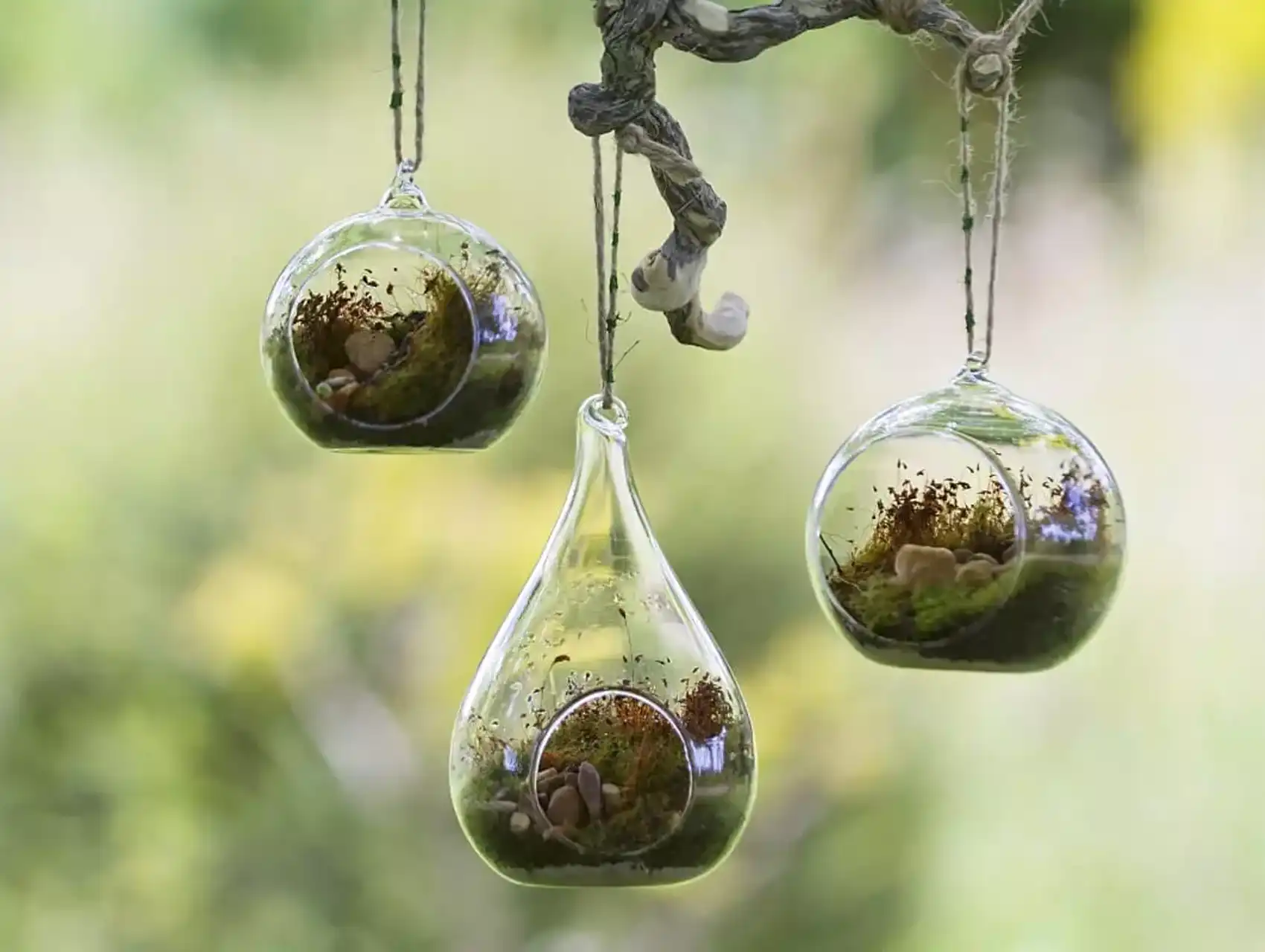 Hanging glass globes used as containers for a diy terrarium project
