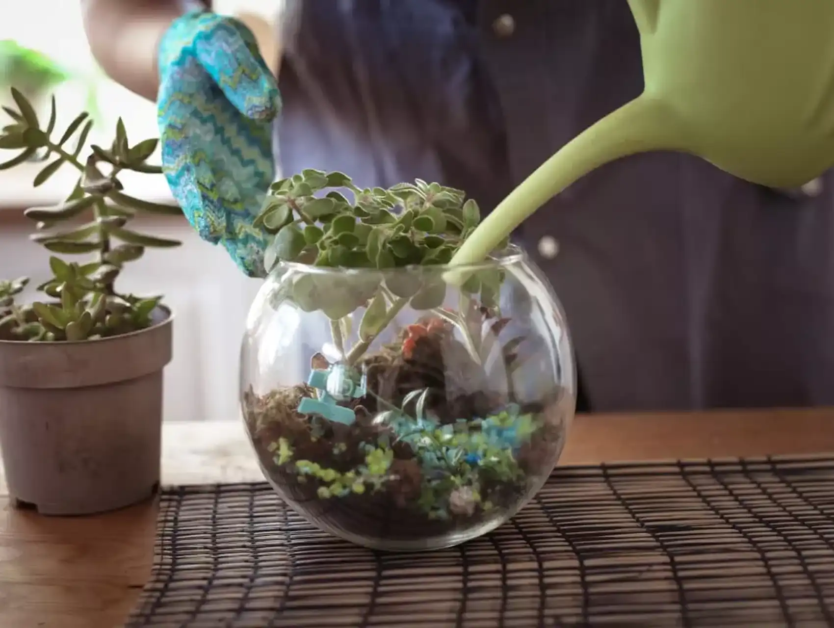 Person watering plants inside a round glass diy terrarium