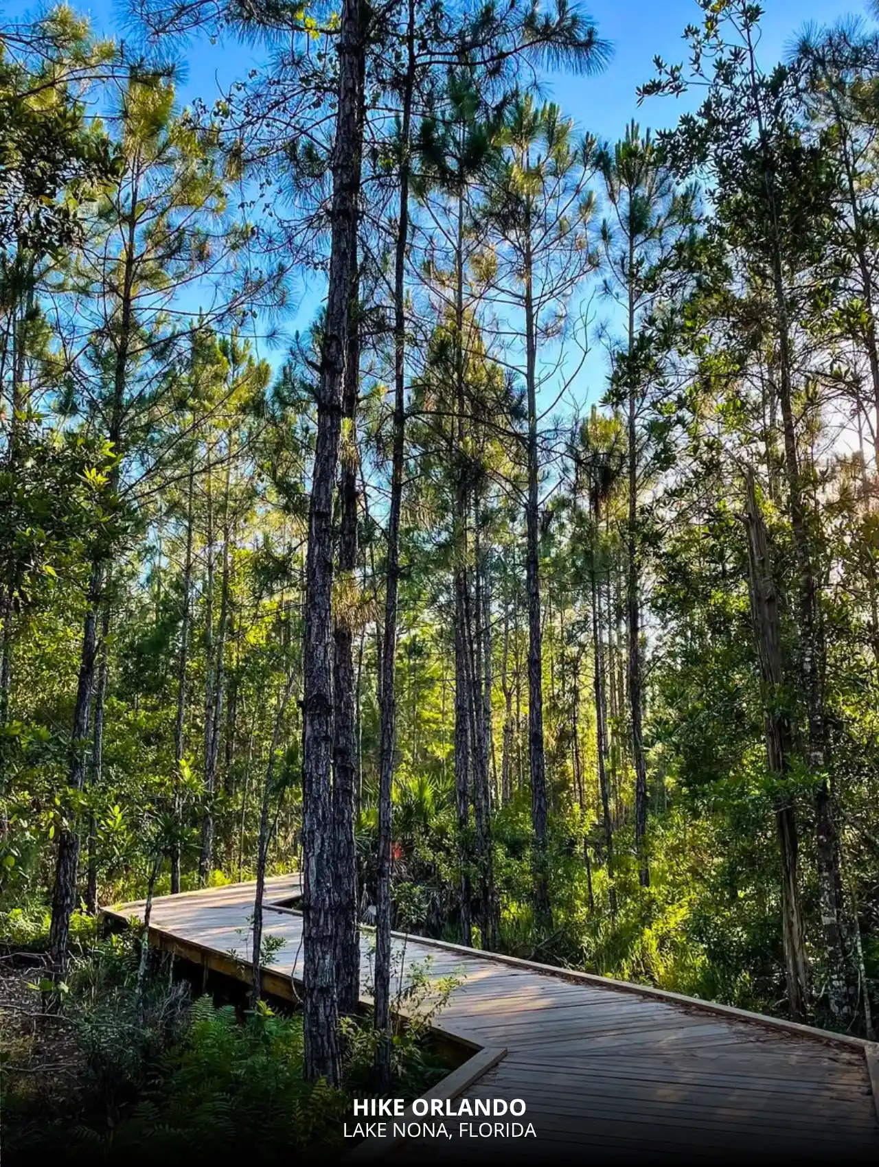 Wooden trail path in Lake Nona surrounded by pine trees – free things to do in Orlando