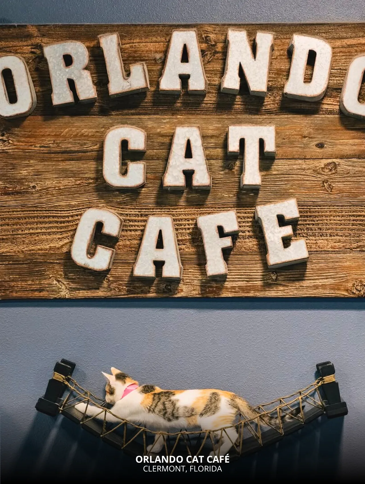 Cat lounging on a chair at Orlando Cat Cafe – free things to do in Orlando