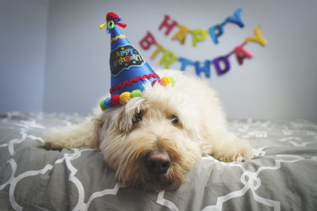 Dog wearing happy birthday hat