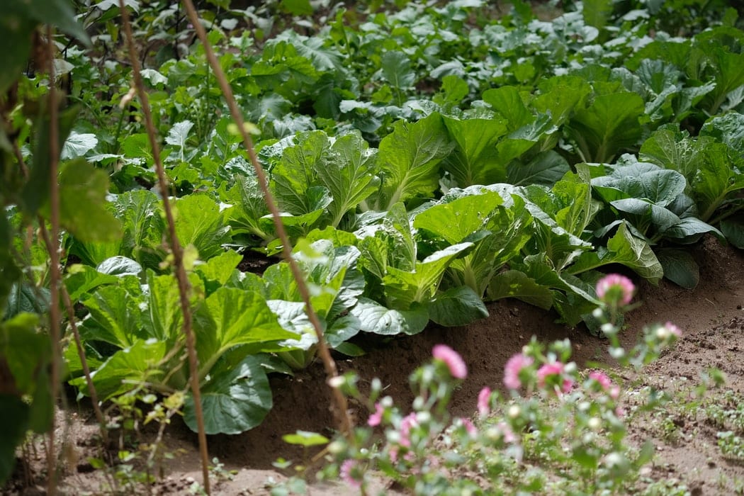 Rows of Lettuce in Garden