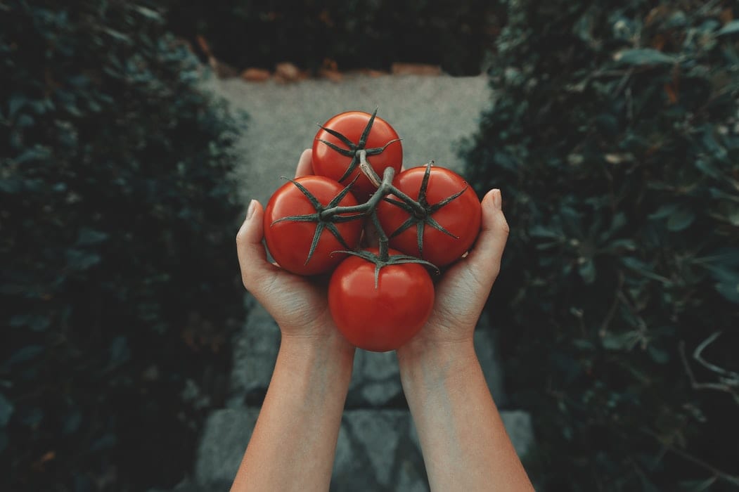 Woman Holding Tomatoes in Her Garden
