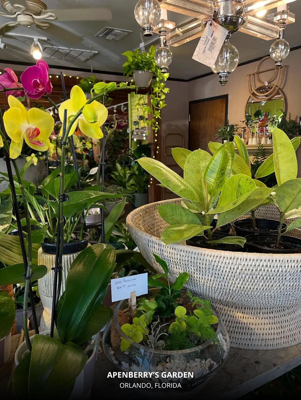 Indoor plant display at Apenberry’s Garden Orlando Florida with orchids, terrariums, and greenery under a modern chandelier.