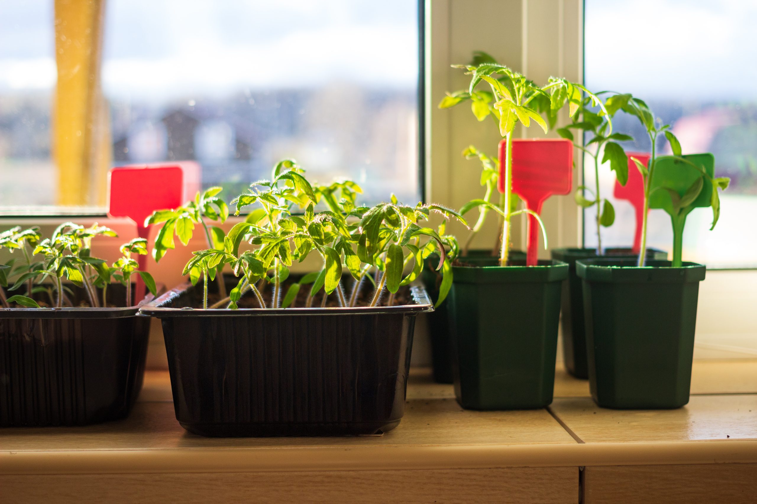 food garden