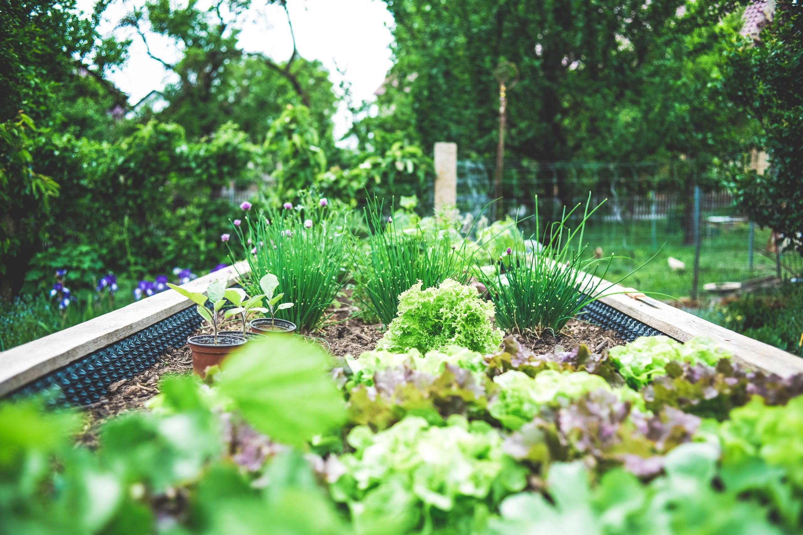 food garden