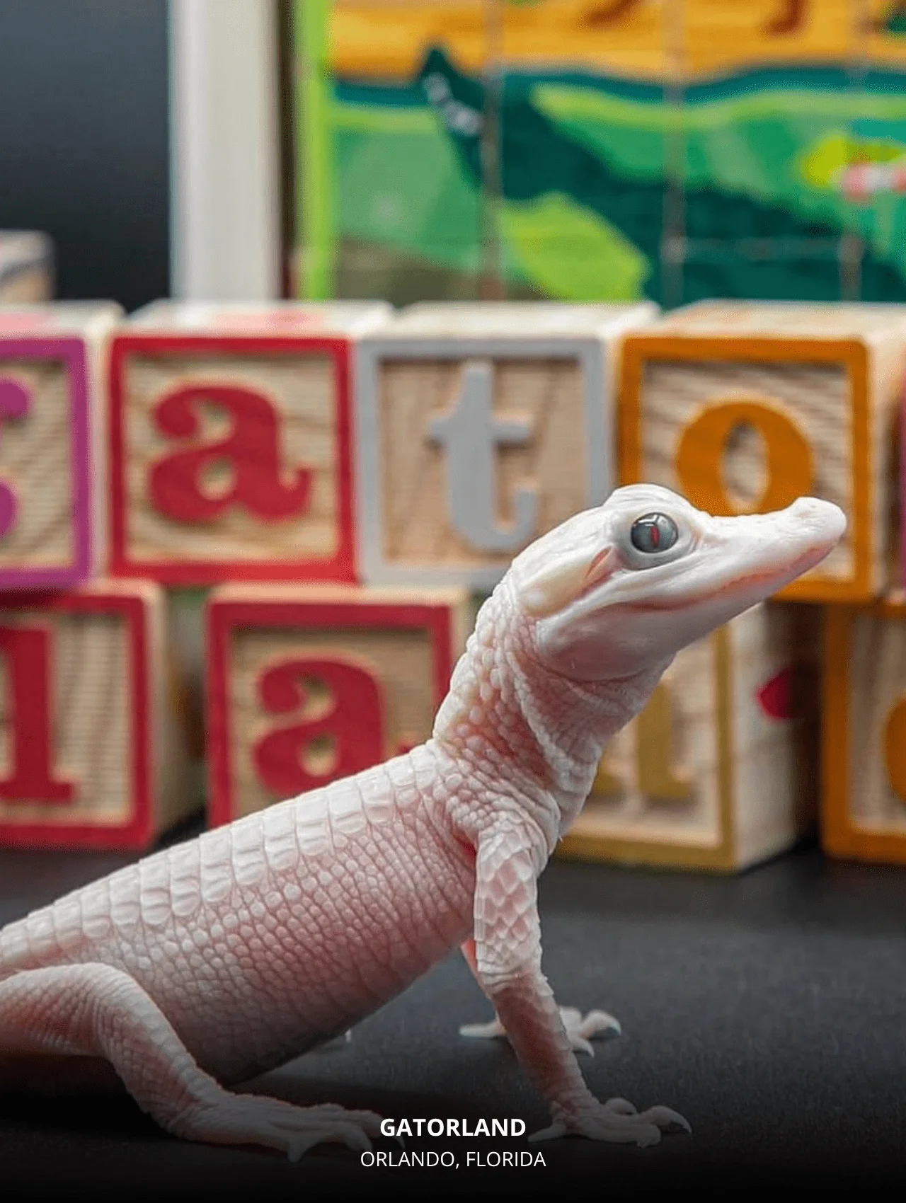 Albino alligator at Gatorland — Title: 17 Interesting and Exciting Things to Do in Orlando with Kids