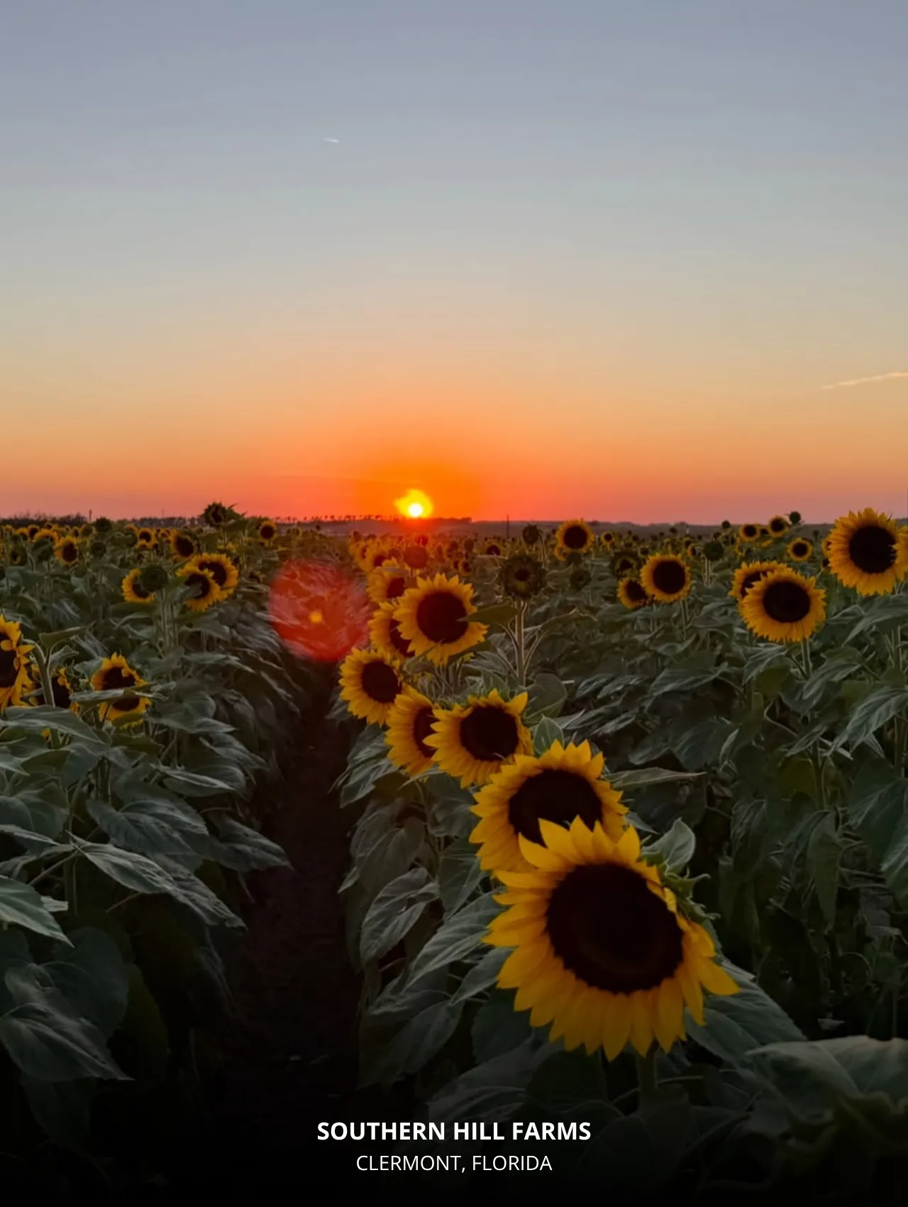 Southern Hill Farms sunflower field at sunset – Top Locations in Orlando to Take Beautiful Photos for Your Instagram.
