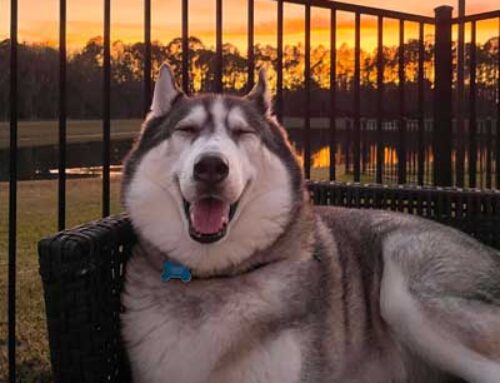 I Tried 3 Viral Versatile Amazon Products For Husky Lovers