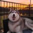 Viral Versatile Amazon Products For Husky Lovers