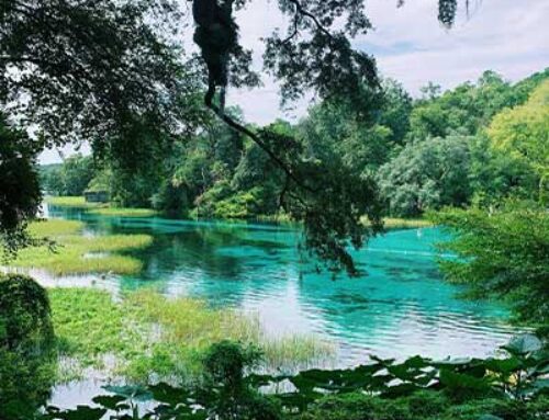 12 of the Best Springs in Florida to Visit this Summer