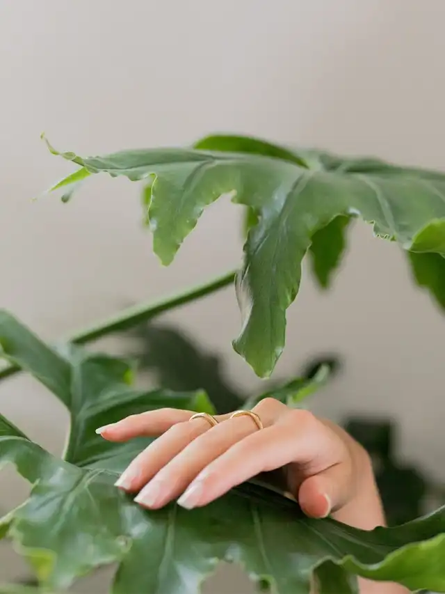 a hand touching a leaf