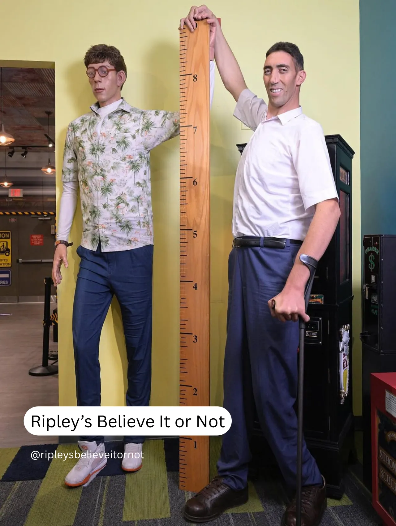 Wax figures at Ripley’s Believe It or Not Orlando standing with a giant ruler inside the museum. A fun option for things to do in Orlando besides the theme parks.