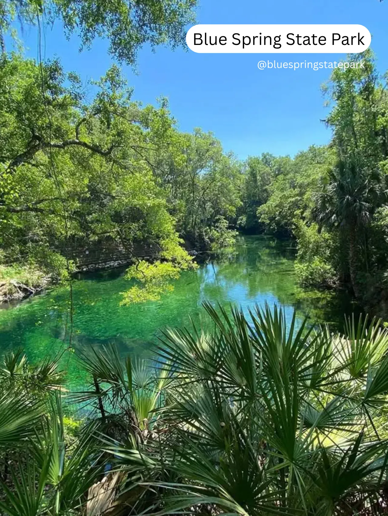 Lush greenery and clear waters at Blue Spring State Park, one of the best springs in Florida known for manatee sightings and scenic views.