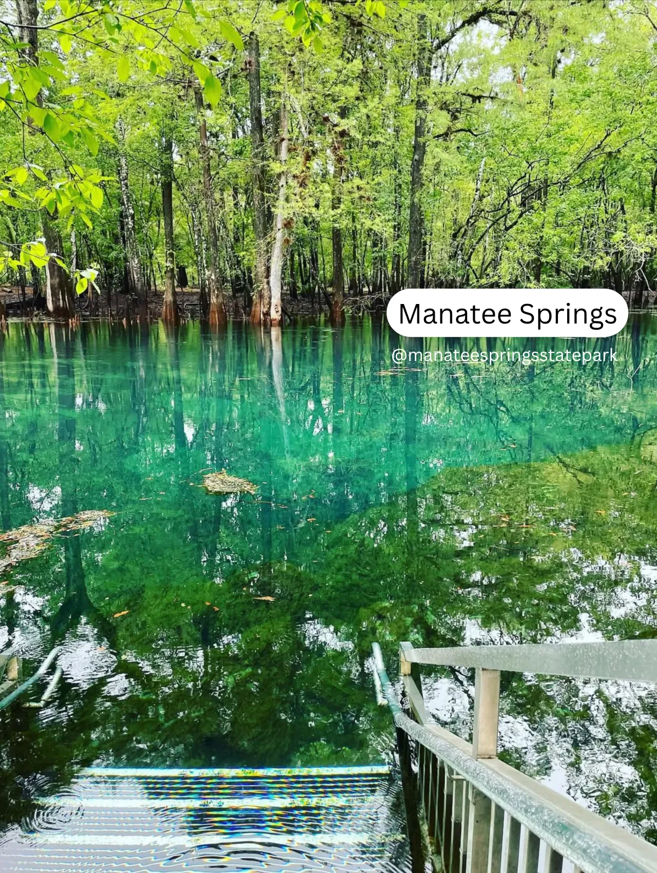 Stairs leading into the clear turquoise waters of Manatee Springs surrounded by a forest, one of the best springs in Florida for nature lovers.