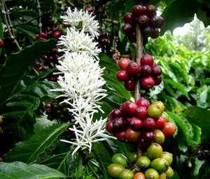 The Elegance of Arabica Coffee 1