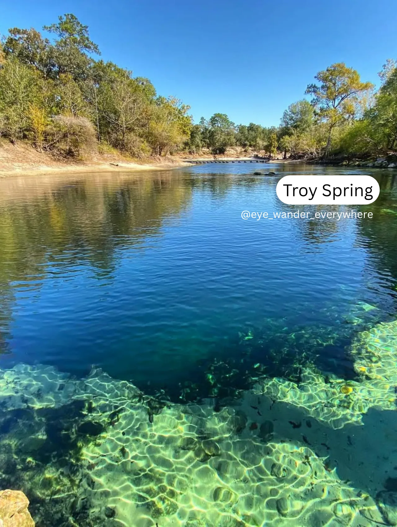 Pristine view of Troy Spring, one of the best springs in Florida, with crystal-clear shallows and deep blue water surrounded by trees.