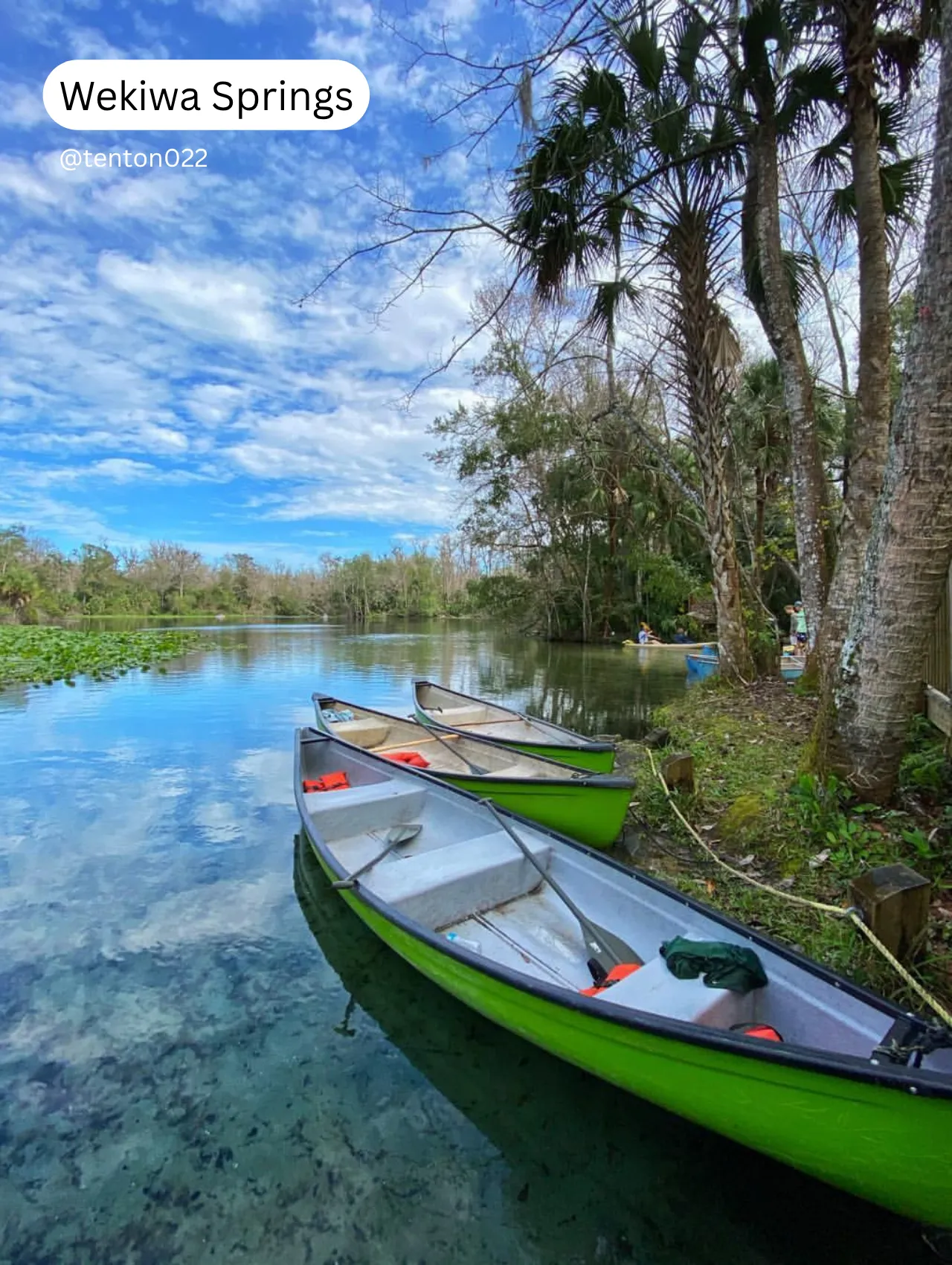 Three bright green canoes float on the crystal-clear water at Wekiwa Springs, surrounded by lush trees and a calm sky, showcasing one of the best springs in Florida.