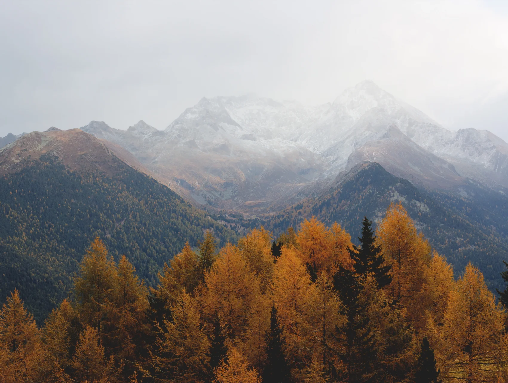 Golden larch trees against misty grey peaks showing the muted range behind the Soft Autumn Color Palette