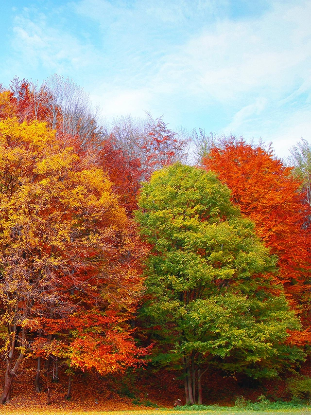 Soft Autumn Color Palette