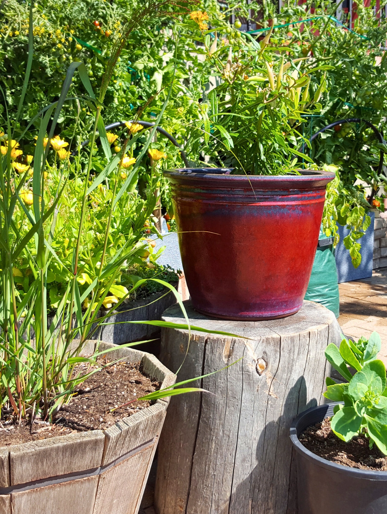 Experiment with Container Gardening, Yellow Spring Flowers in a lush container garden with a red planter on a wooden stump surrounded by green foliage and blooming plants.