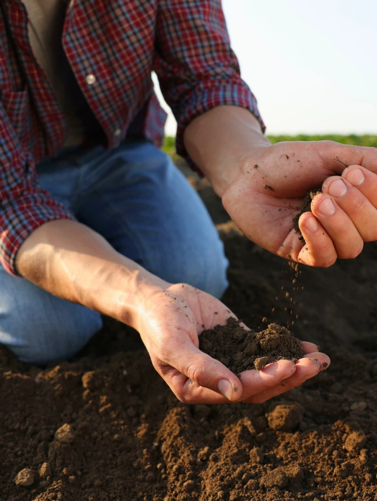 Improve Your Soil: gardener holding rich soil in hands while preparing the ground to plant Yellow Spring Flowers in a garden.