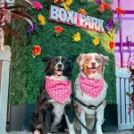 Two happy dogs wearing pink bandanas sit outside Boxi Park, one of the top pet friendly restaurants in Orlando.