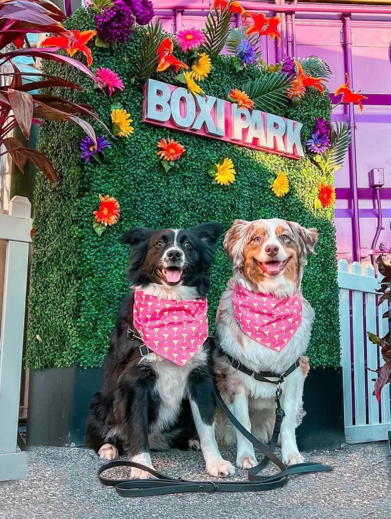 Two happy dogs wearing pink bandanas sit outside Boxi Park, one of the top pet friendly restaurants in Orlando.