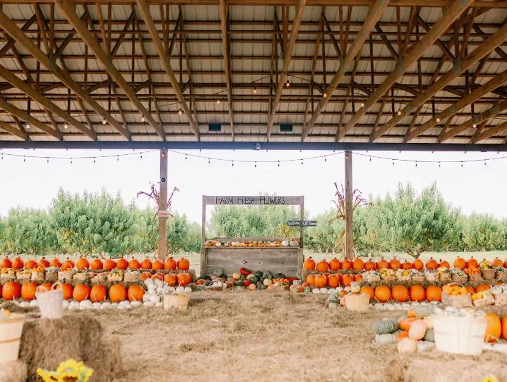 Pumpkin patch display at Southern Hill Farms in Florida with hay bales and fall decorations.