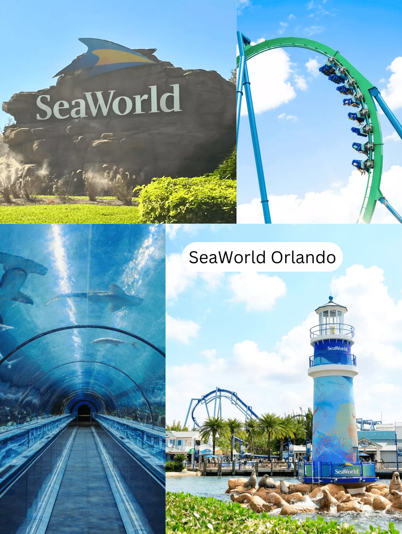 Things To Do In Orlando – Explore marine life, thrilling roller coasters, and aquariums at SeaWorld Orlando, a top ocean-themed park.